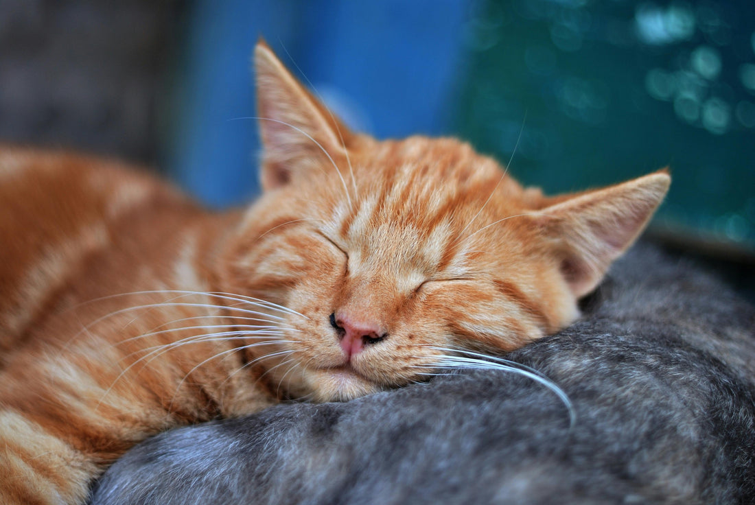 Poor Sleep Quality: Causes and Solutions