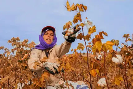 Do you know how many kinds of cotton ?