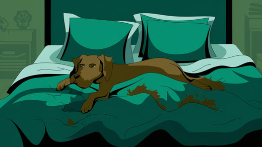 a bed with a white duvet cover and matching pillowcases. and a brown dog lying on the bed