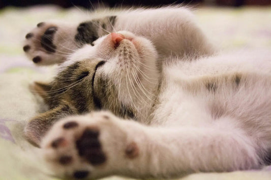 Pressure and Insomnia: How to Improve Your Sleep Quality