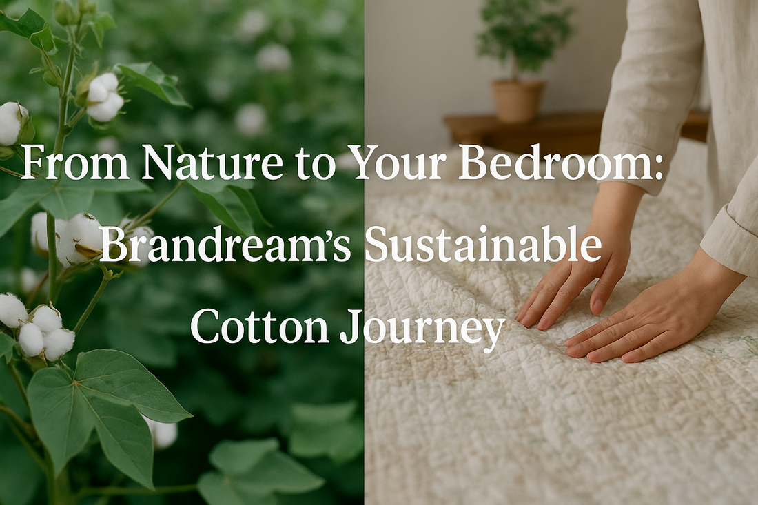 From Nature to Your Bedroom: Brandream’s Sustainable Cotton Journey